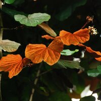 Goudblad Bauhinia (Phanera aureifolia)