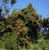 Goudblad Bauhinia (Phanera aureifolia)