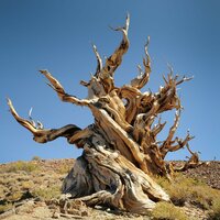 Bristlecone-den (Pinus longaeva)