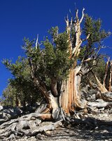 Bristlecone-den (Pinus longaeva)