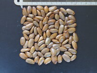 Zuurzak (Annona muricata)