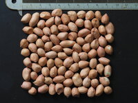 Pinda (Arachis hypogaea)