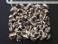 Moringa (Moringa oleifera)