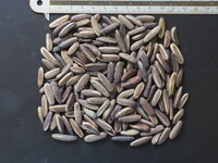 Flamboyant (Delonix regia)