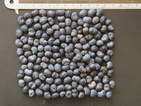 Chinese waaierpalm (Trachycarpus fortunei)