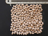 Europese olijf (Olea europaea)