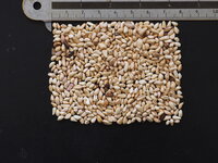 Dwerggranaatappel (Punica granatum 'nana')