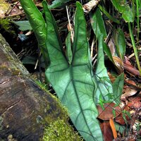 Alocasia (Alocasia heterophylla)