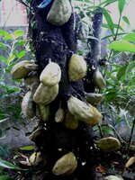 Nam-nam (Cynometra cauliflora)