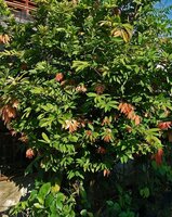 Nam-nam (Cynometra cauliflora)