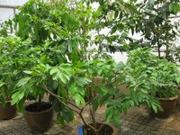 Nam-nam (Cynometra cauliflora)