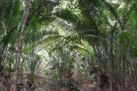 Bertam-palm (Eugeissona tristis)