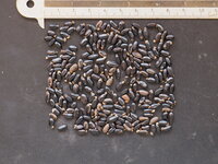 Mudgee acacia (Acacia spectabilis)