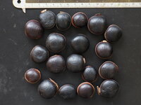 Zeeportemonnee (Dioclea reflexa)