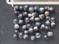 Zeepbes (Sapindus saponaria)