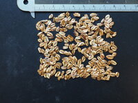 Mammoetboom (Sequoiadendron giganteum)