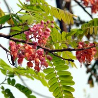 Roze regenboom (Cassia grandis)