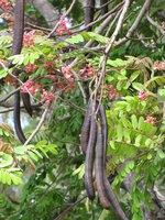 Roze regenboom (Cassia grandis)