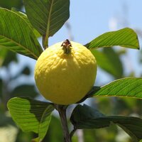 Guave (Psidium guajava)