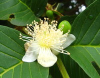 Guave (Psidium guajava)