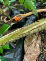 Alocasia (Alocasia brancifolia)