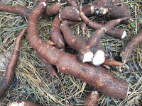 Cassave (Manihot esculenta)