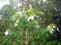 Vlaggenstruik (Mussaenda frondosa)