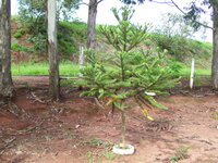 Paran&aacute;-den (Araucaria angustifolia)