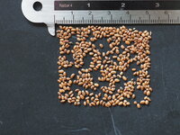 Mini-kiwi (Actinidia arguta 'Issai')