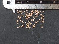 Silvervine kiwi (Actinidia polygama)