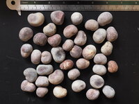 Suarez baobab (Adansonia suarezensis)