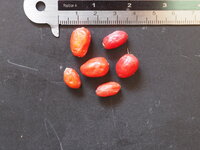 Camouflageplant (Aglaonema pictum)