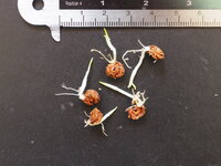 Cyrtosperma (Cyrtosperma timikense)