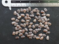 Gevleugelde passiebloem (Passiflora alata)