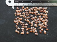 Bananadilla (Passiflora mollissima)