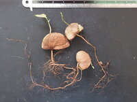 Nam-nam (Cynometra cauliflora)