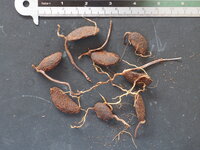 Goraka (Garcinia gummi-gutta)