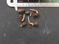 Djeroek Poeroet (Citrus hystrix)