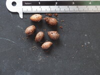 Kaneelboom (Cinnamomum zeylanicum)