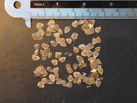 Calicobloem (Aristolochia elegans)