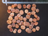 Witte orchideeboom (Bauhinia variegata 'candida')