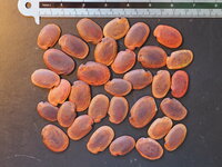 Goudblad Bauhinia (Phanera aureifolia)