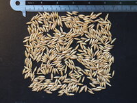 Indische doornbamboe (Bambusa bambos)