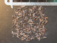 Haarspeld-Banksia (Banksia spinulosa)