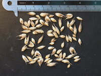 Timor zwarte bamboe (Bambusa lako)