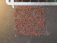 Paarse appelbes (Billardiera longiflora)