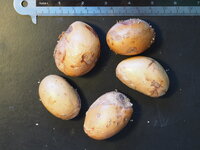 Doerian (Durio zibethinus)