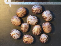 Rubber Tree (Hevea brasiliensis)