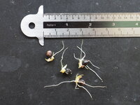 Alocasia (Alocasia lancifolia)