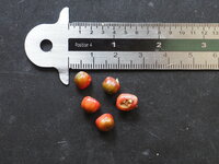 Cyrtosperma (Cyrtosperma hambalii)